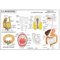 DIGESTION CIRCULATION DU SANG - CARTE PLASTIFIEE