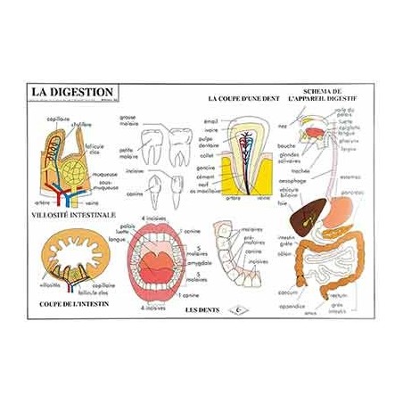DIGESTION CIRCULATION DU SANG - CARTE PLASTIFIEE