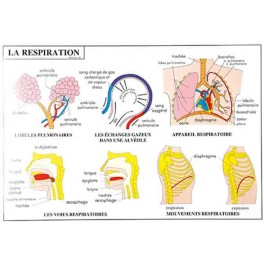 LE SYTEME NERVEUX LA RESPIRATION - CARTE PLASTIFIEE