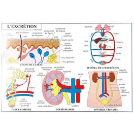 L EXCRETION LES SENS - CARTE PLASTIFIEE