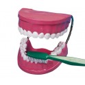 KIT ÉDUCATIF MÂCHOIRES ET BROSSE À DENTS
