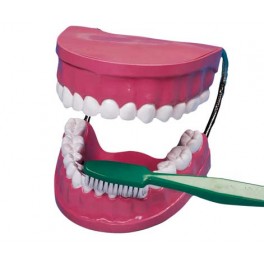 KIT ÉDUCATIF MÂCHOIRES ET BROSSE À DENTS