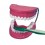 KIT ÉDUCATIF MÂCHOIRES ET BROSSE À DENTS