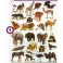 GOMMETTES ANIMAUX SAUVAGES 312 gommettes 12 Fs