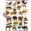 GOMMETTES ANIMAUX SAUVAGES 312 gommettes 12 Fs