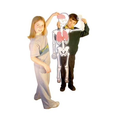 SQUELETTE ARTICULÉ
