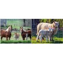 ANIMAUX DE LA FERME LOT 2 PUZZLES MAGNETIQUES